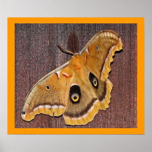 Póster Traça de Polyphemus
