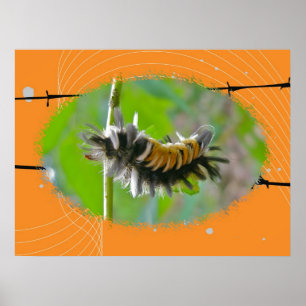 Poster Traça de Tussock Caterpillar do Milkweed do poste