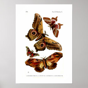 Poster Traças