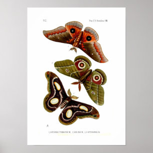 Poster Traças