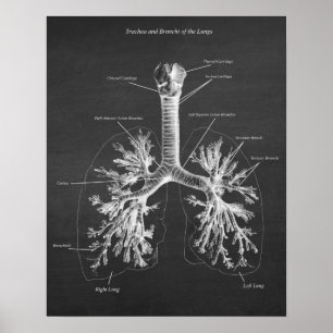 Poster Trachea e Bronchi do Decor de Anatomia dos Pulmõe
