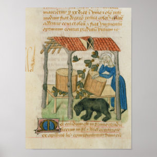 Póster Tractatus de Herbis'