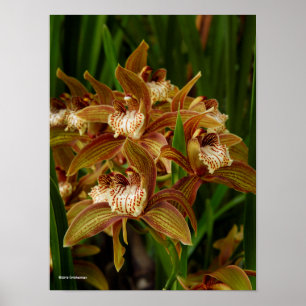 Poster Tracyanum do Cymbidium