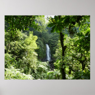 Poster Traffic Falls Tropical RainForest Fotografia