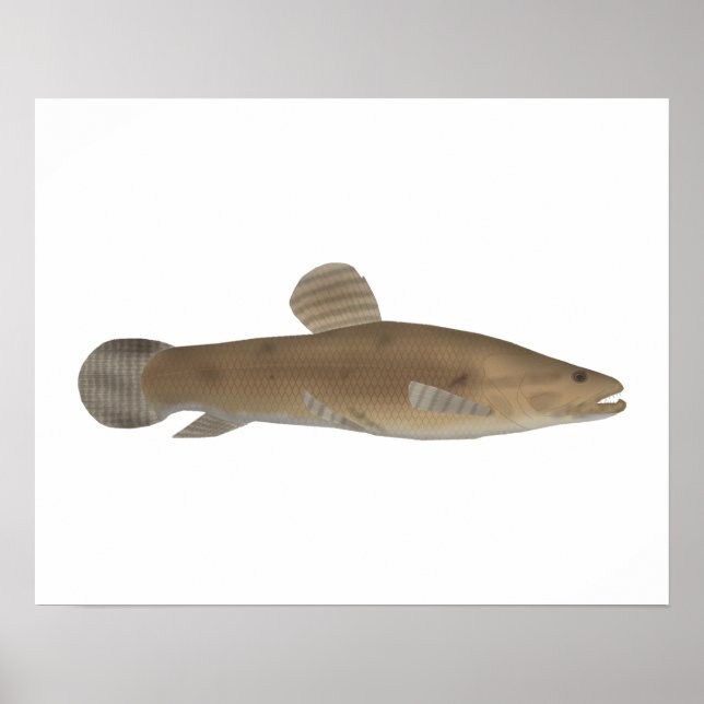 Poster Traíra (Frente)