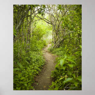 Póster Trajeto através da floresta