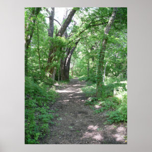 Póster Trajeto de floresta