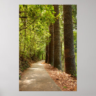 Poster Trajeto de floresta misterioso