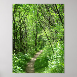 Poster Trajeto de floresta verde