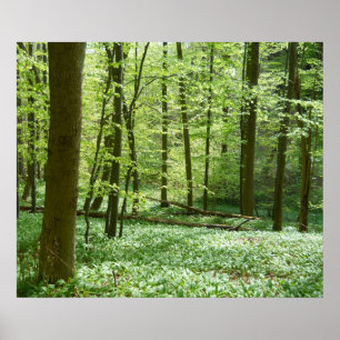 poster tranquilo da floresta