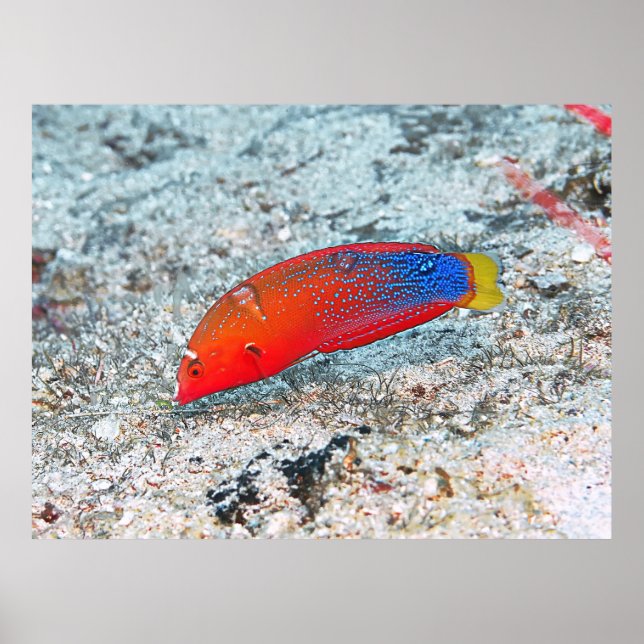 Poster Transição de médio (Frente)