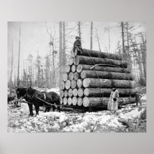 Póster Transportando uma Carga de Toras, 1908. Foto Antig
