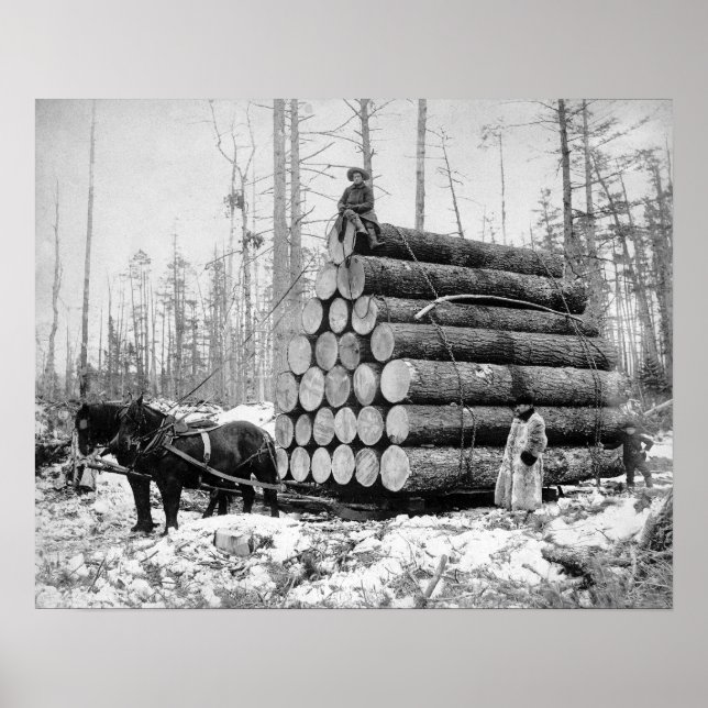 Póster Transportando uma Carga de Toras, 1908. Foto Antig (Frente)
