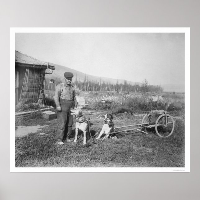 Poster Transporte de Carrinhos de Cachorro do Alasca 1916 (Frente)