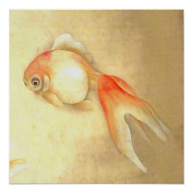 Póster Transquil - Peixe-dourado japonês (Frente)