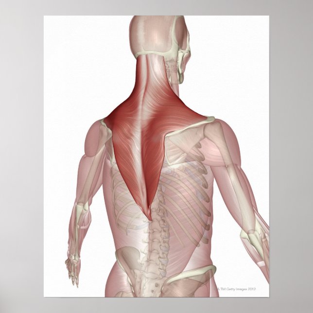 Póster Trapezius (Frente)