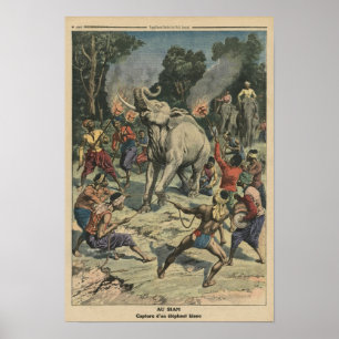 Póster Travando um elefante branco em Sião