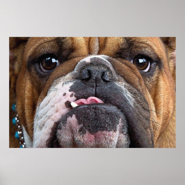 Poster Travesseiro Decorativo Bulldog Inglês (Frente)