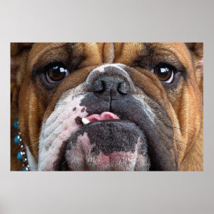 Poster Travesseiro decorativo Inglês Bulldog
