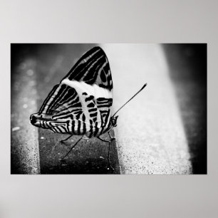 Póster travessia da borboleta