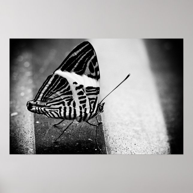 Póster travessia da borboleta (Frente)