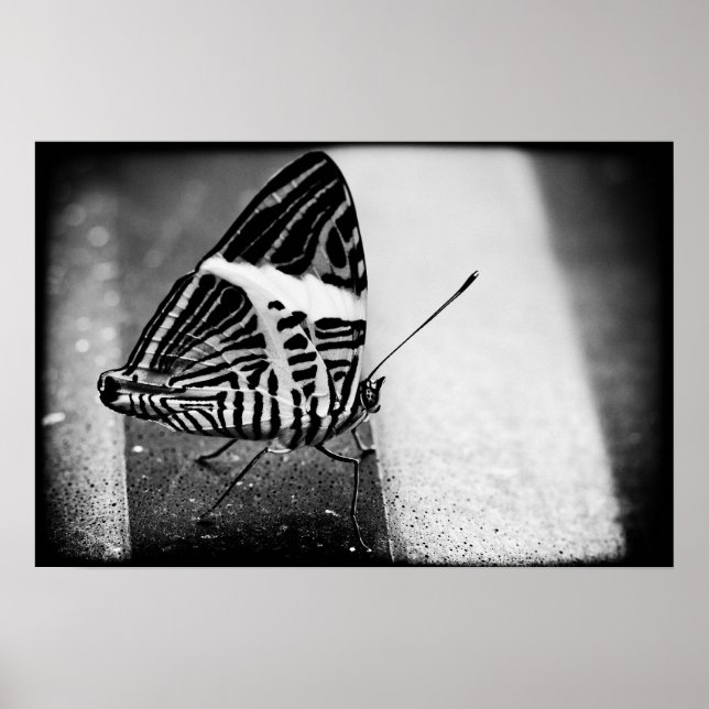 Poster travessia da borboleta (Frente)