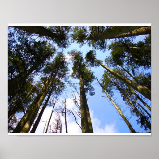 Poster Tree Canopy