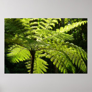 Póster Tree Fern na Floresta Tropical