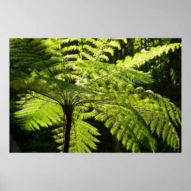 Póster Tree Fern na Floresta Tropical (Frente)