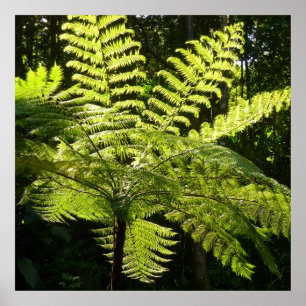 Poster Tree Fern na Floresta Tropical