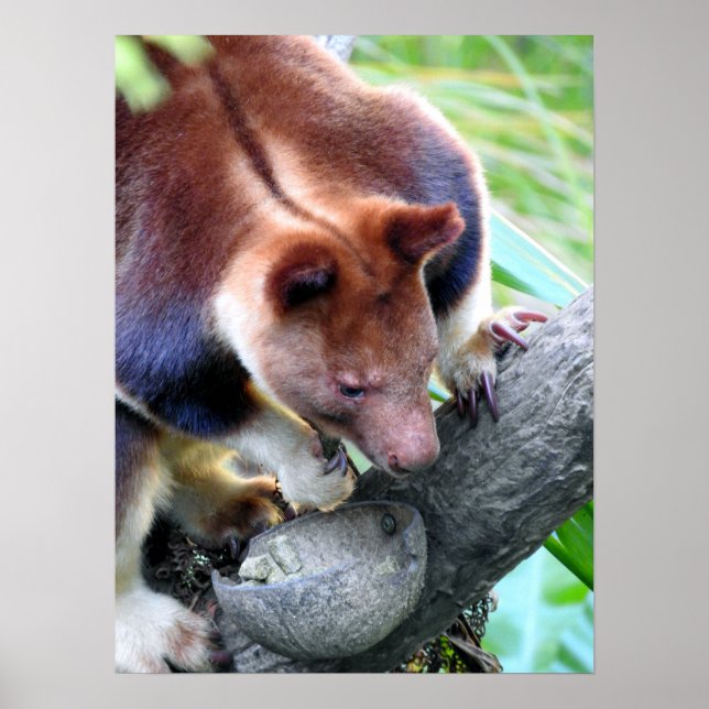 Poster Tree Kangaroo (Frente)