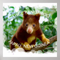Tree kangaroo