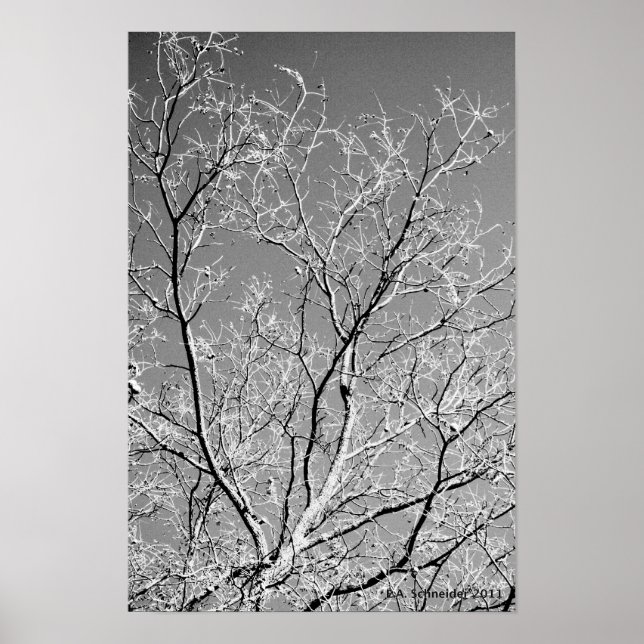 Poster Tree Lace por E.A. Schneider (Frente)