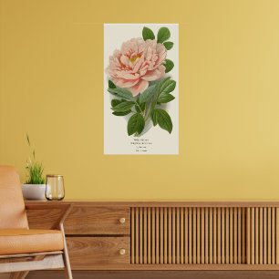 Poster Tree Peony - Elegante Vintage Botanical Design
