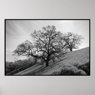 Póster Tree Poetry Print