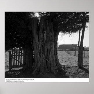 Póster Tree Stump, Gate, and Distant Barn, março de 1962