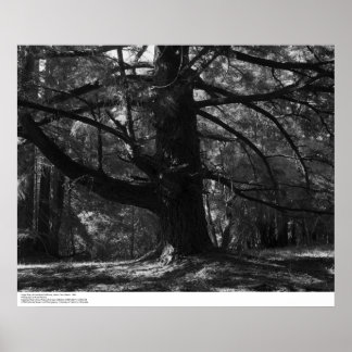 Poster Tree, UC Papais noeis Cruz, março de 1962