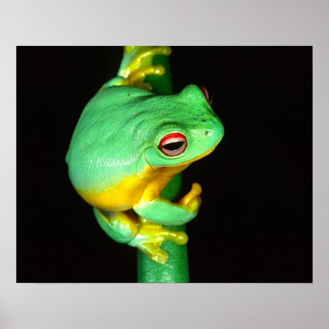 Póster Treefrog de Olhos Vermelhos australiano, Litoria c (Frente)