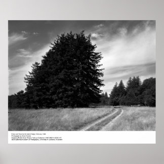 Póster Trees and Road, fevereiro de 1966, Ansel Adams