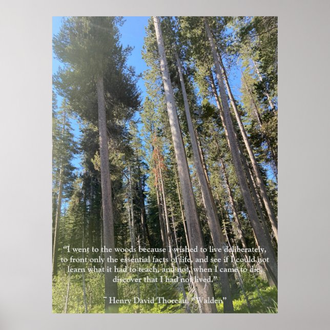 Poster Trees Forest Woods Thoreau Inspiration (Frente)