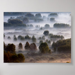Poster Trees in the morning mist