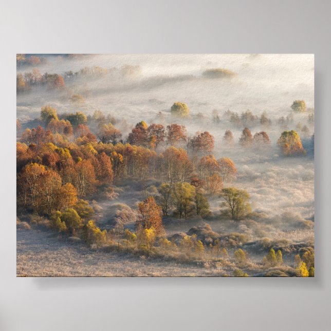 Poster Trees in the morning mist (Frente)
