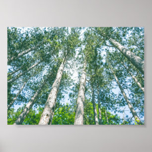 Poster Treetops Nature Green Tree Canopy 