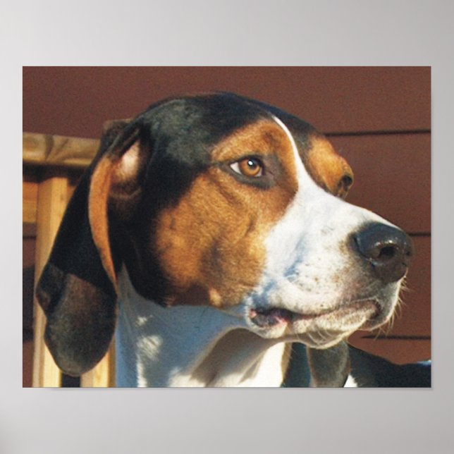 Poster Treing Walker Coonhound (Frente)