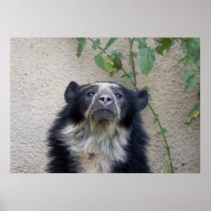 Poster Tremarctos ornatus - Brillenbär