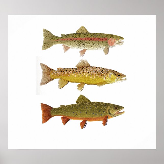 Poster Três Amigos - Rainbow, Brown & Brook Trout 2019 (Frente)
