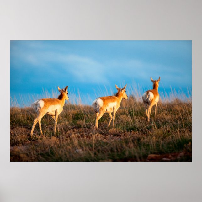 Poster Três antílopes se afastando ao pôr do sol (Frente)