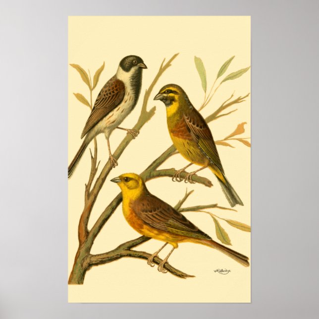 Poster Três Aves Domésticas Empoleiradas em um Ramo (Frente)
