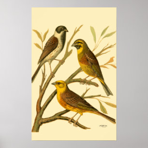 Poster Três Aves Domésticas Perecidas num Ramo