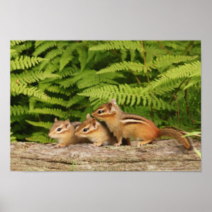 Póster três bebês esquilos